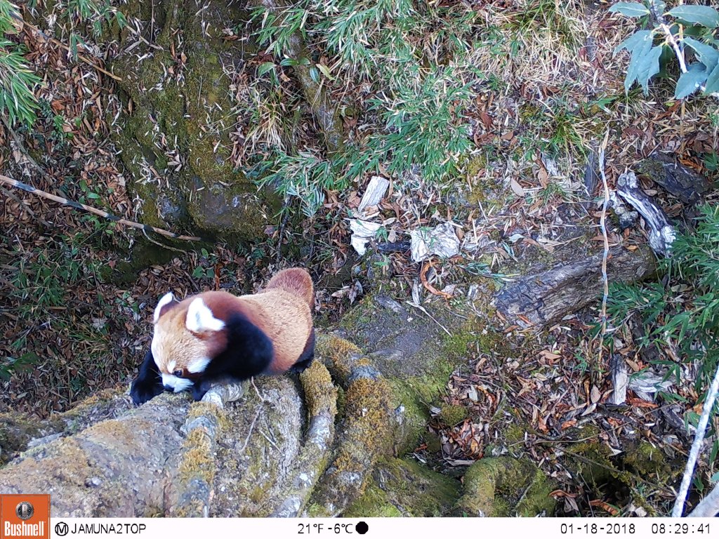 Collecting mammals: camera traps in eastern Nepal