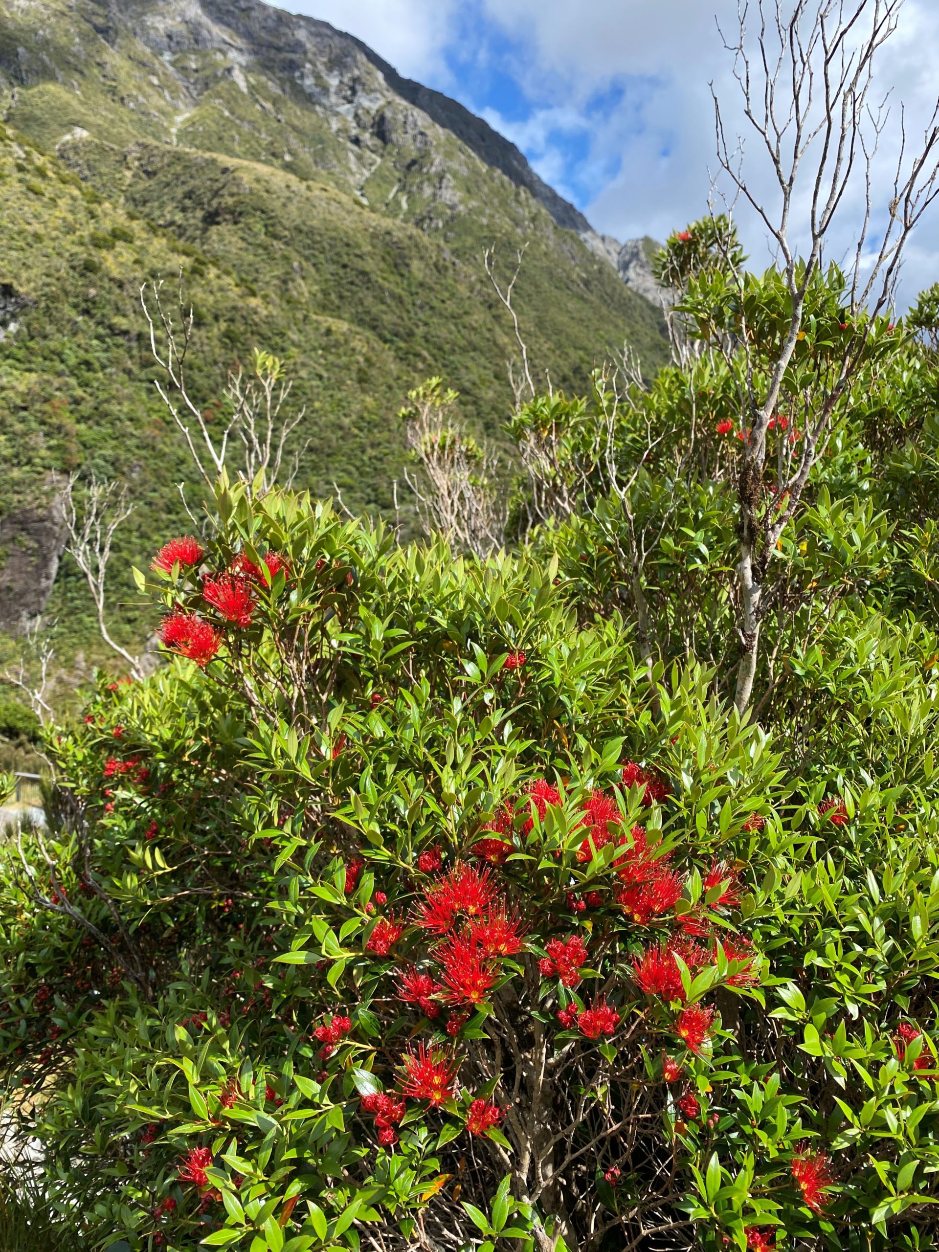 rata-arthurs-pass-scaled – EcoLincNZ