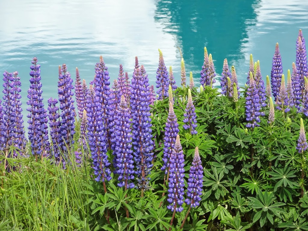lupins-at-tekapo-2 – EcoLincNZ