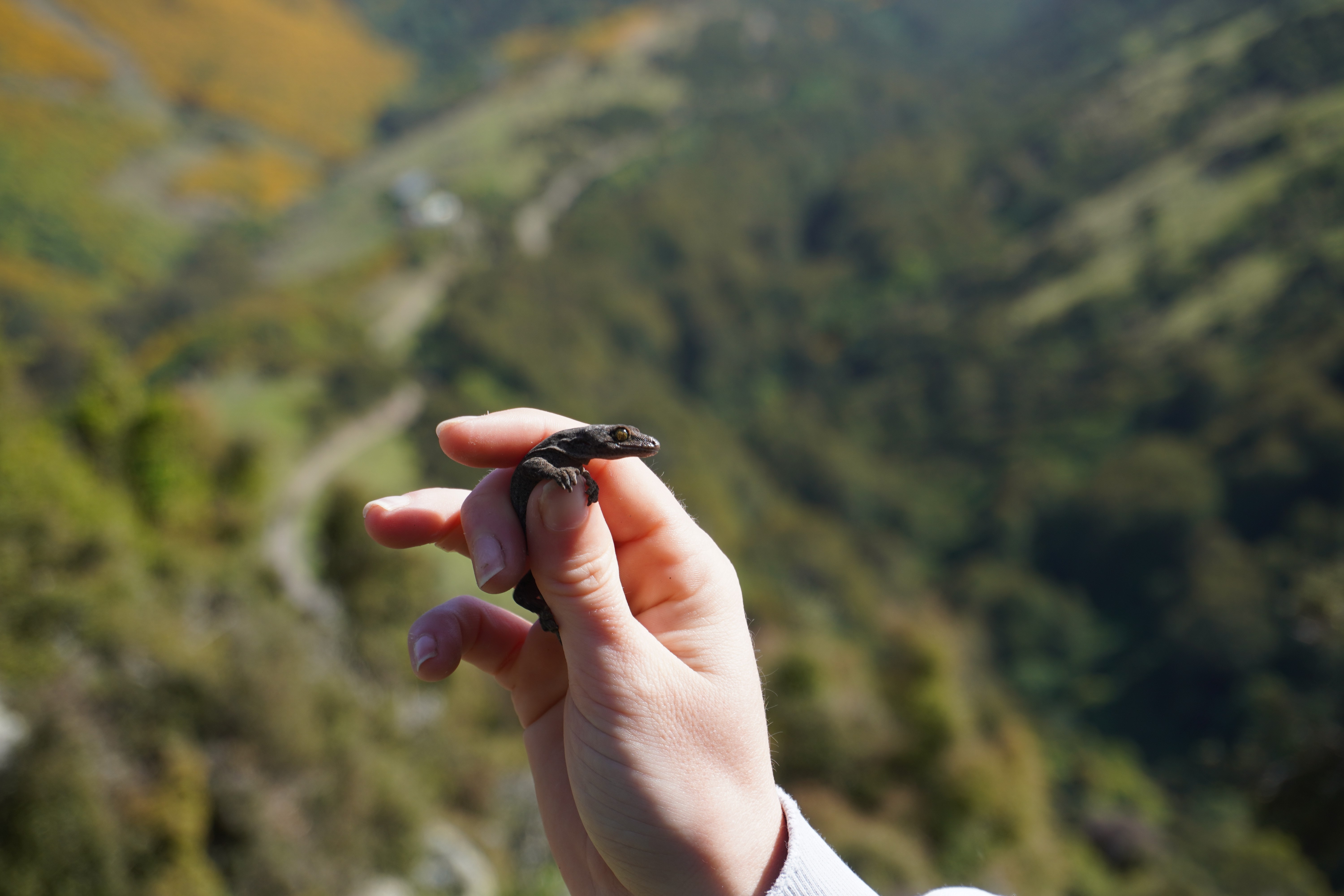 How to help lizards in your back yard/paddock