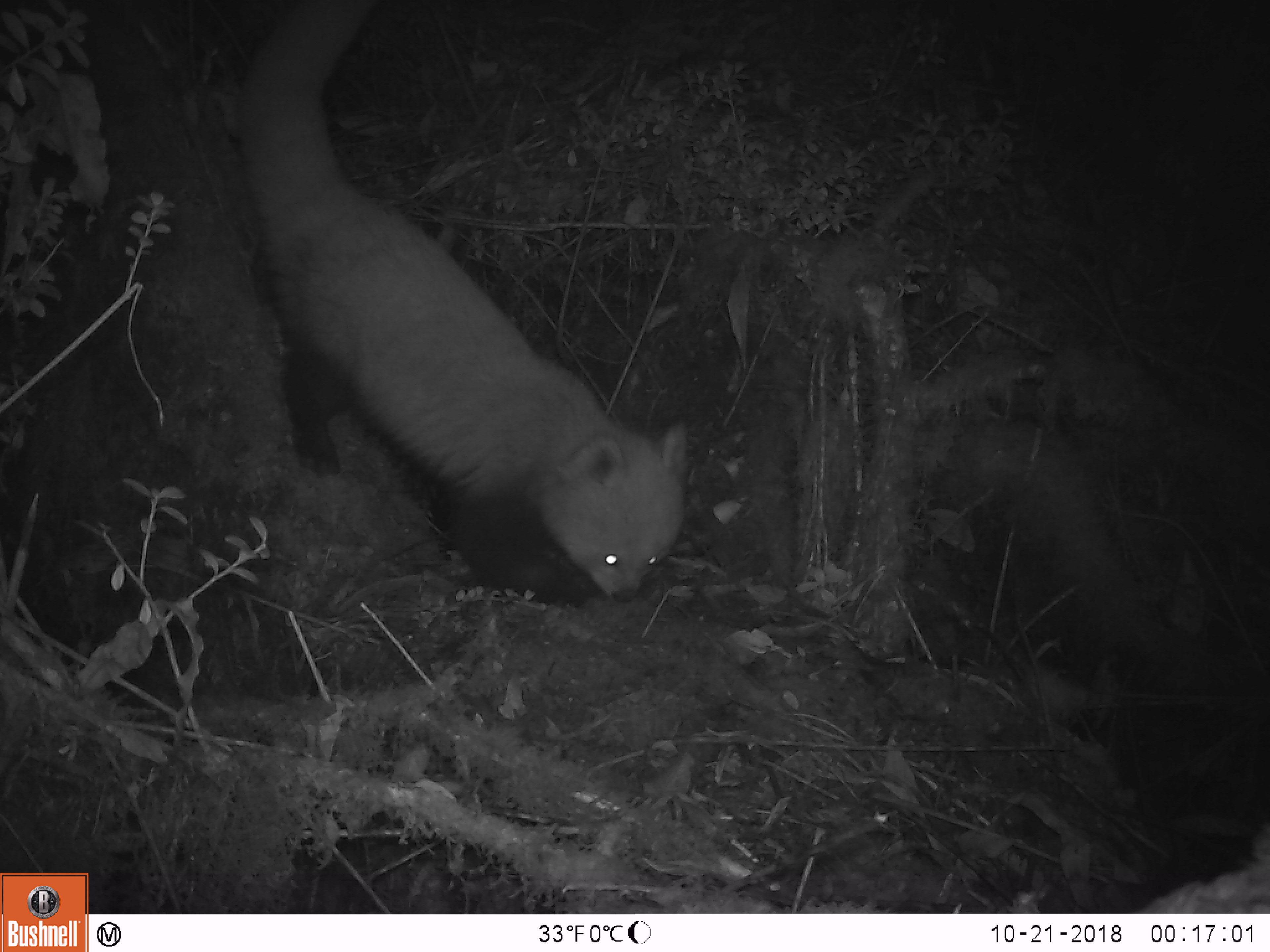 Detecting red panda, dancing with Kate Bush