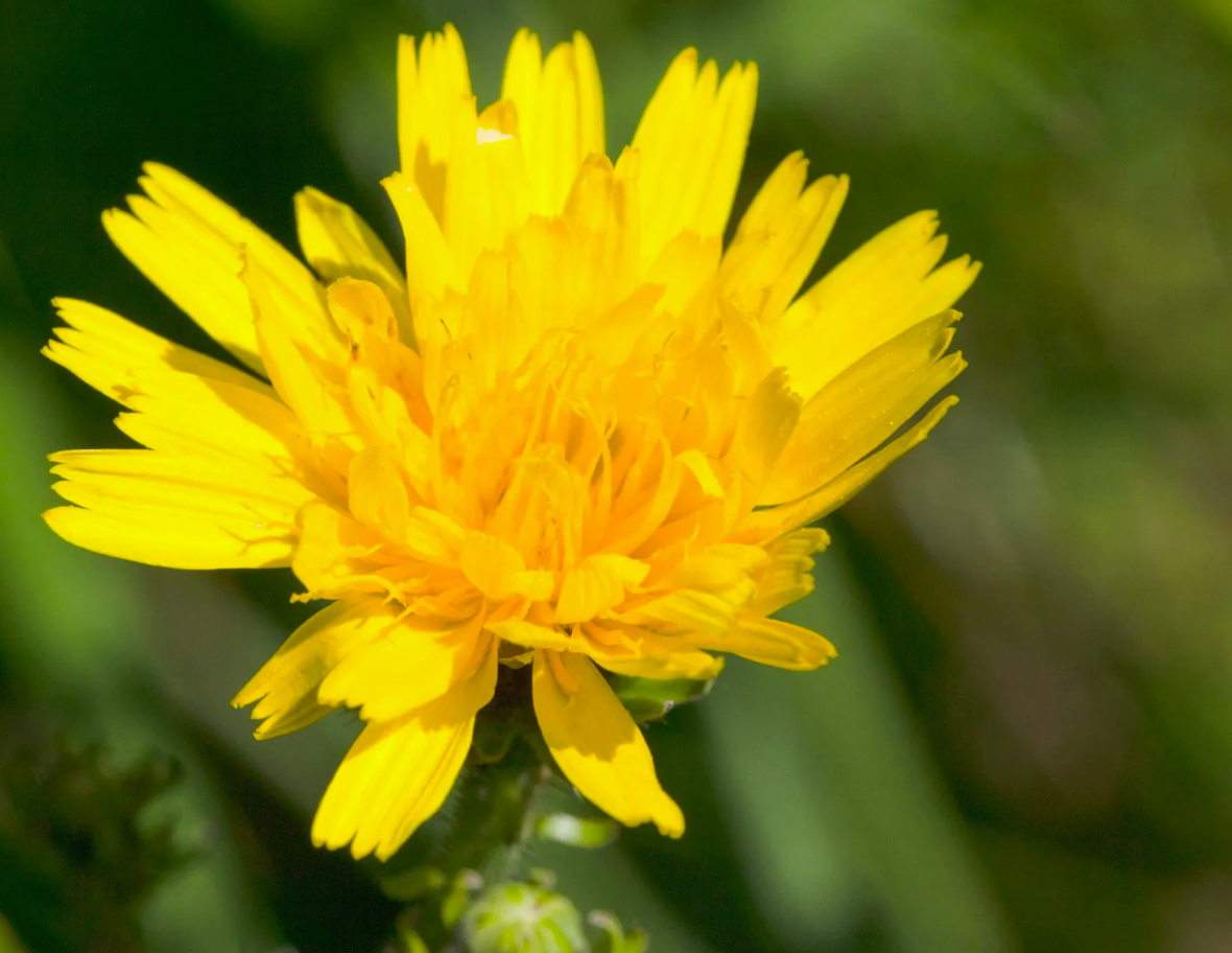 The genetic mystery behind “clonal” plants