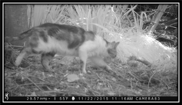 Cat conundrum: Conservation, cameras, and capricious companions