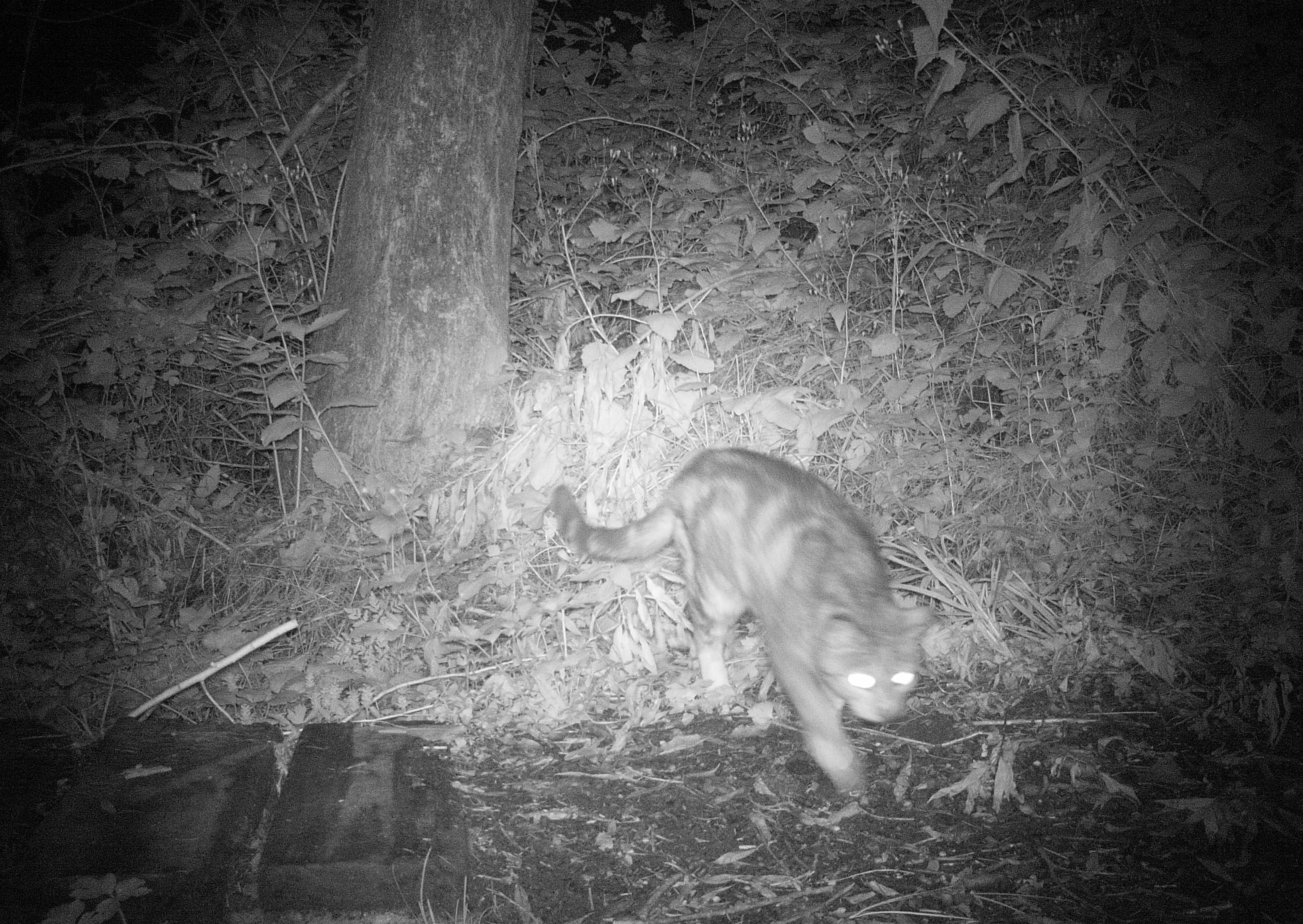 Tackling feral cats in Aotearoa New Zealand