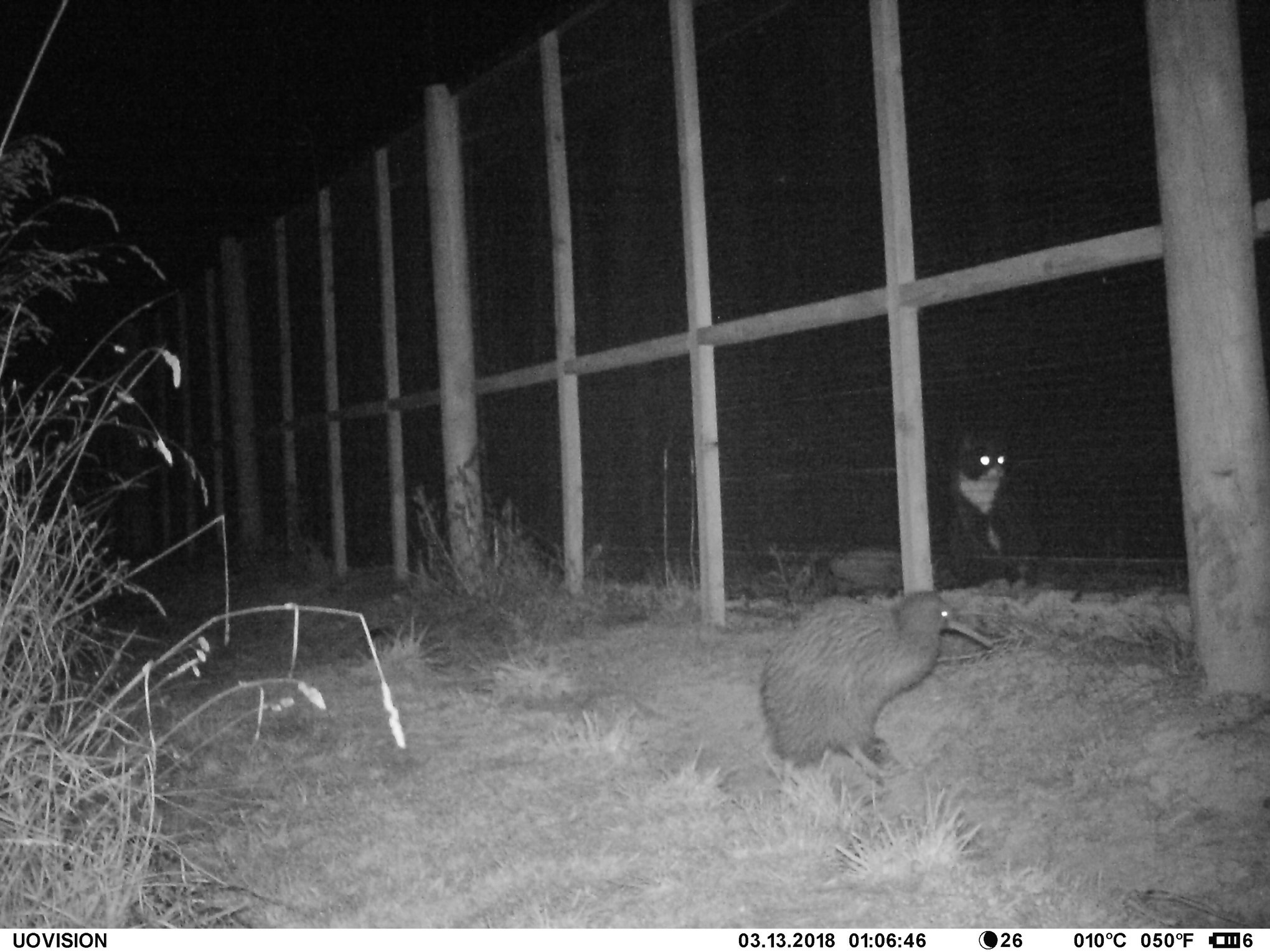 Keeping up with the Kiwis: Translocations and their forever holiday homes