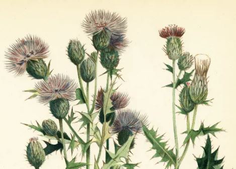 New Zealand’s most stubborn weed