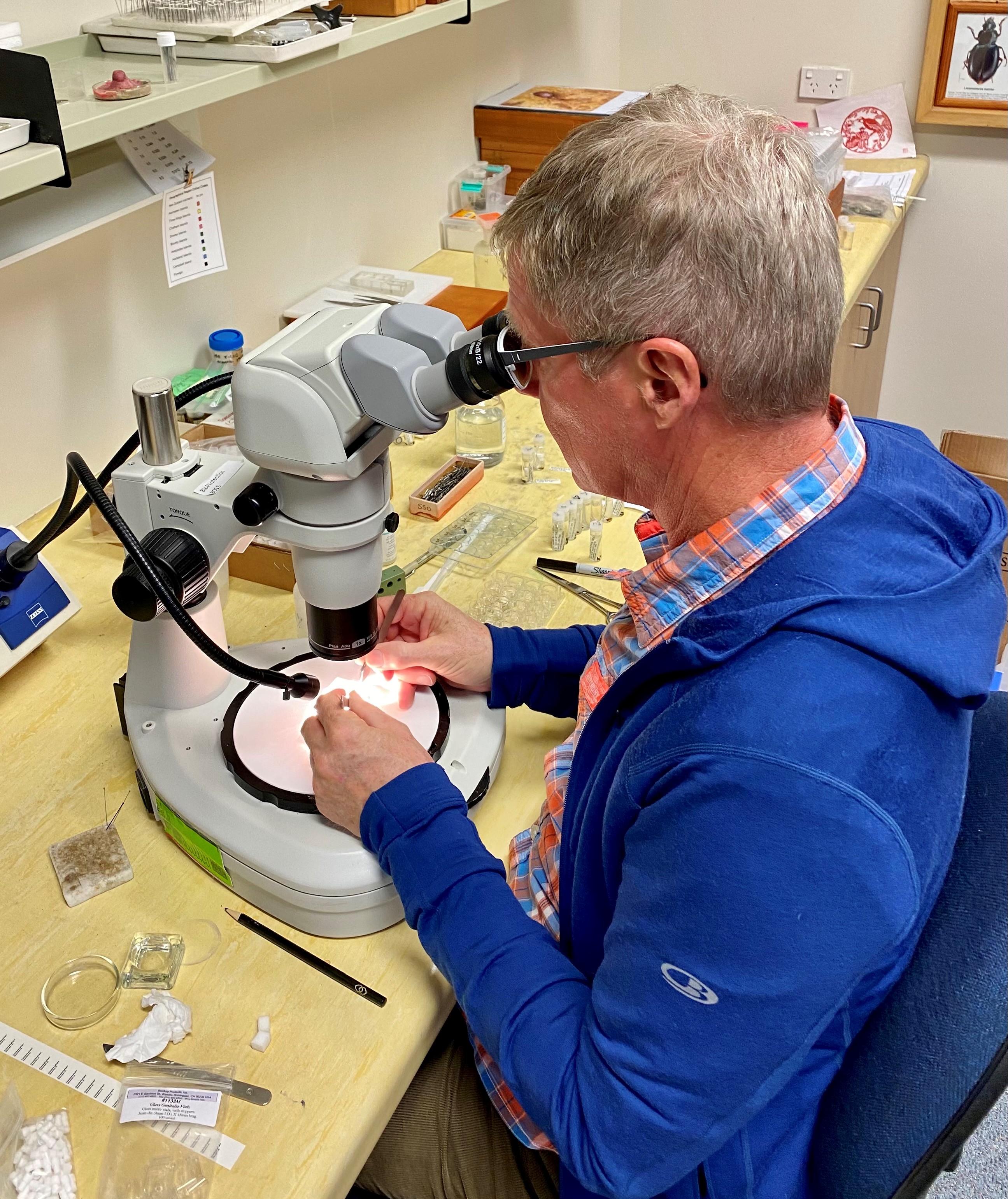 The munchy mountain mystery of the lost bark beetle!