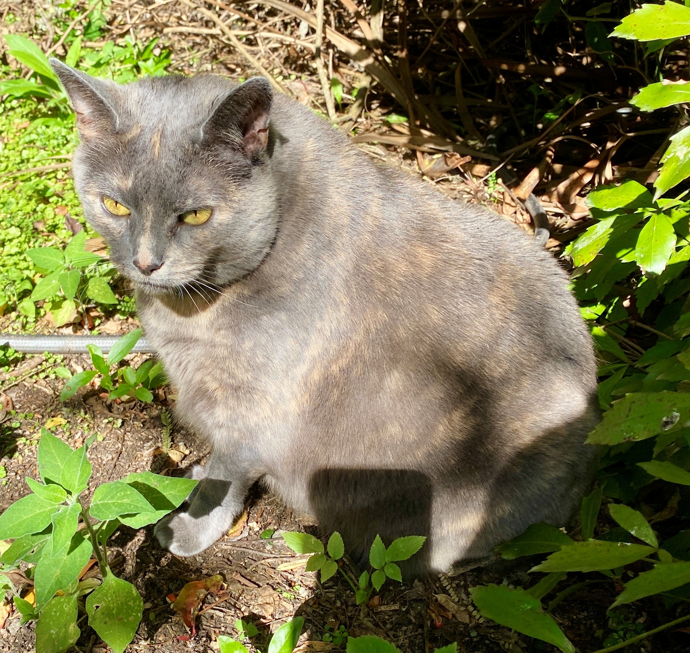 Silent hunters on the wetland edge: urban cats and nature conservation