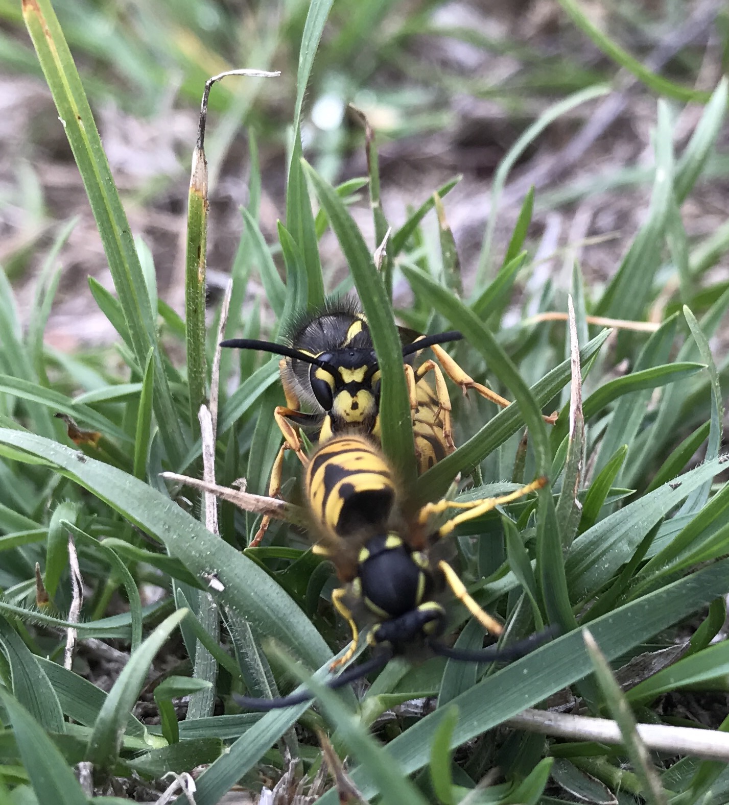 Wasps aren’t all aggressive, just misunderstood